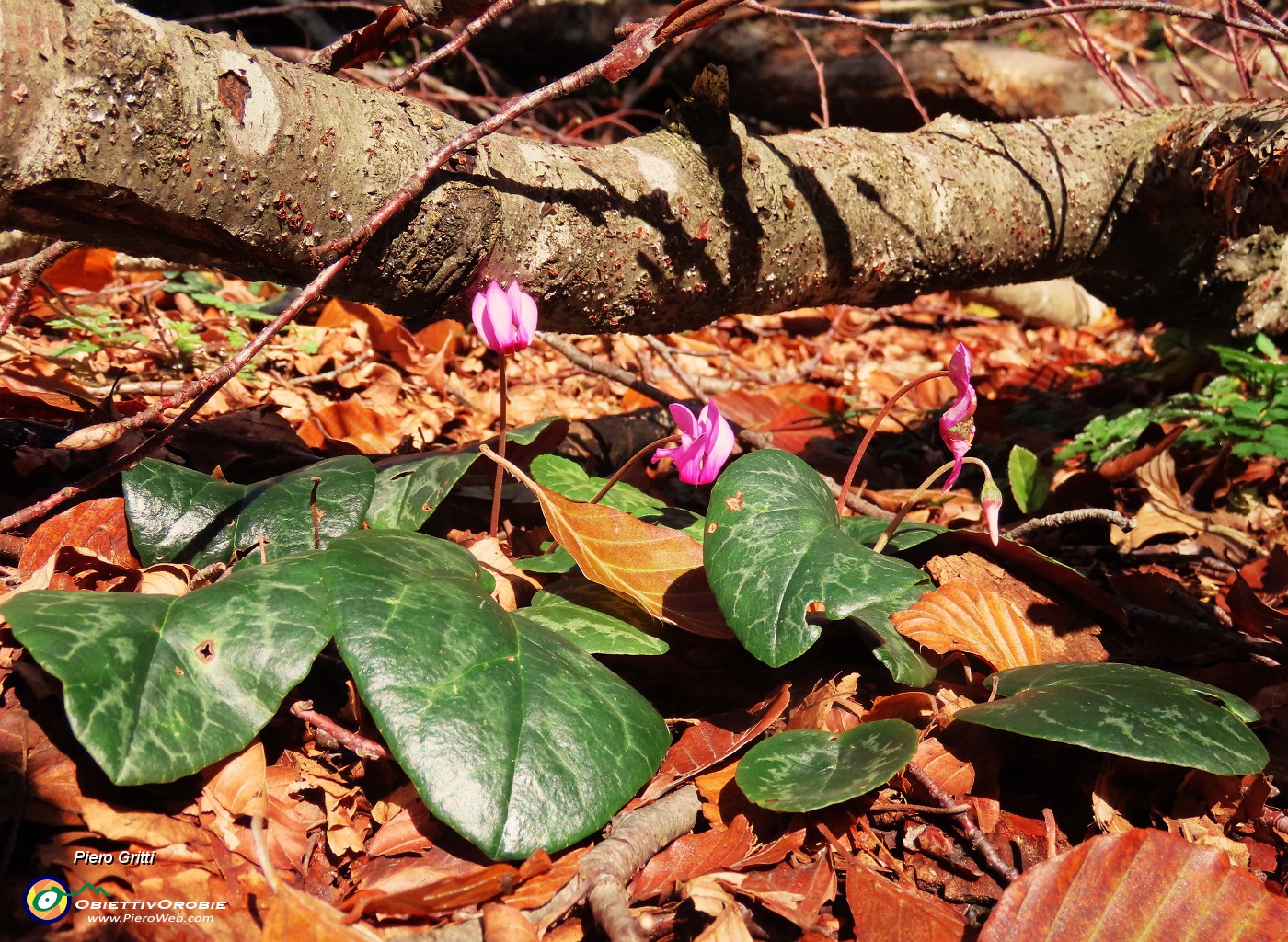 25 Cyclamen (Ciclamini)  ancora ben fioriti.JPG